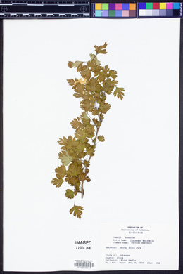 Crataegus marshallii image