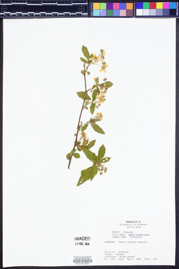 Rubus flagellaris image