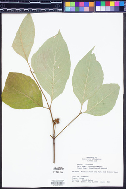 Cornus drummondii image