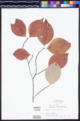 Cornus drummondii image