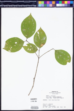 Cornus drummondii image