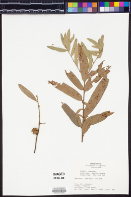 Quercus incana image