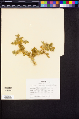 Solanum marginatum image