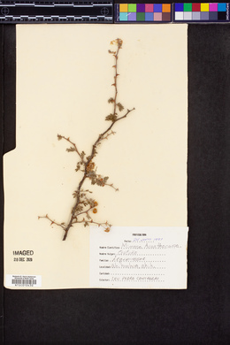 Mimosa acanthocarpa image