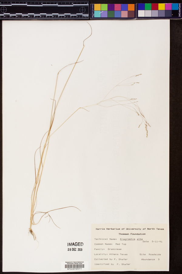 Eragrostis alba image