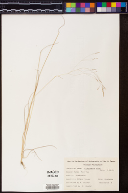 Image of Eragrostis alba