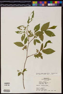 Ulmus alata image