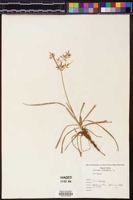 Cyperus rotundus image