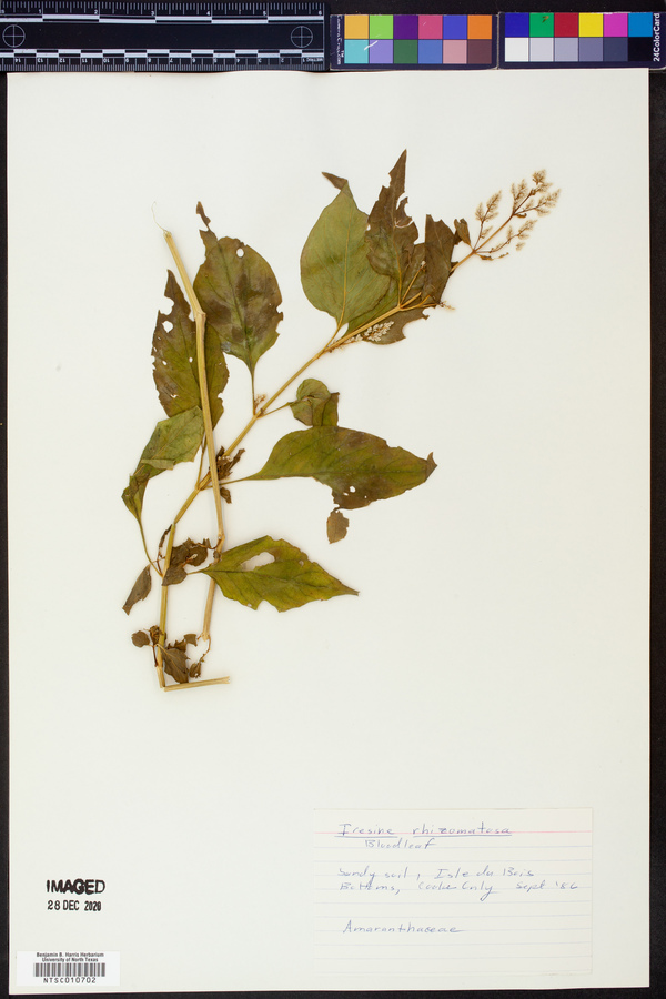 Iresine rhizomatosa image
