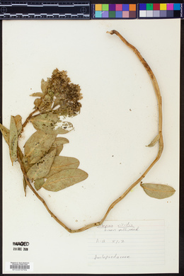 Gomphocarpus fruticosus image