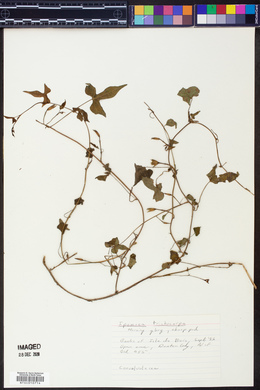 Ipomoea trichocarpa image