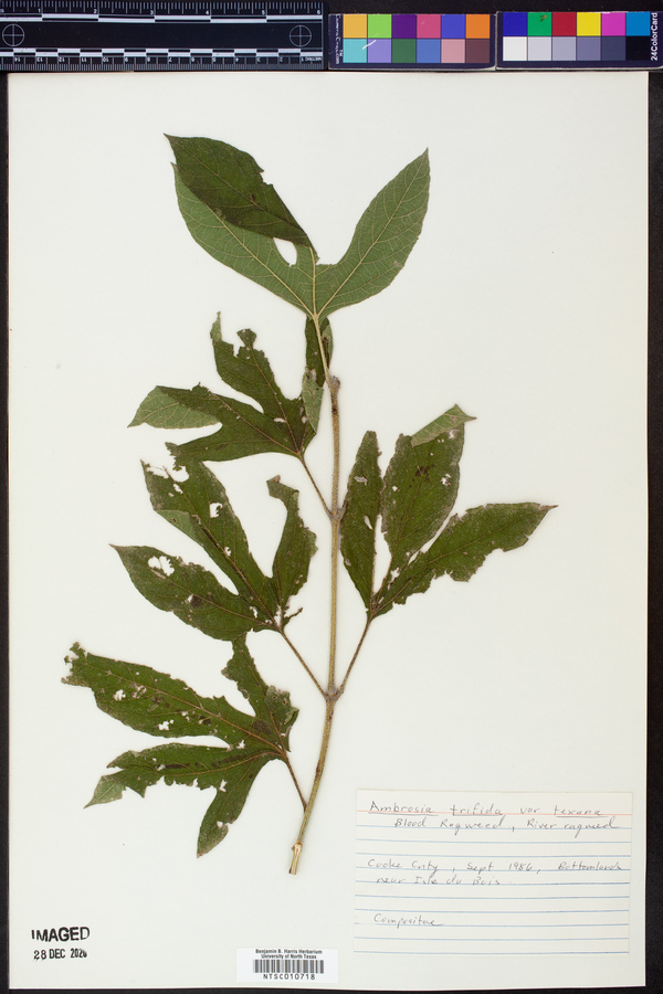 Ambrosia trifida var. texana image