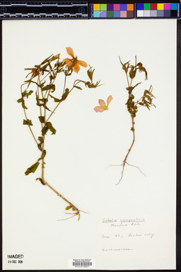 Sabatia campestris image