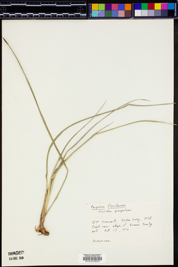 Paspalum floridanum image