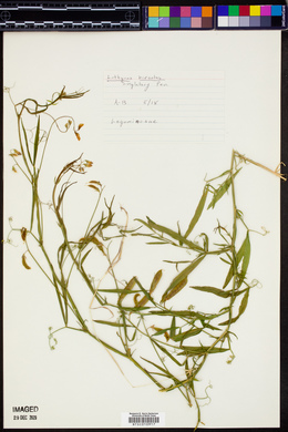 Lathyrus hirsutus image