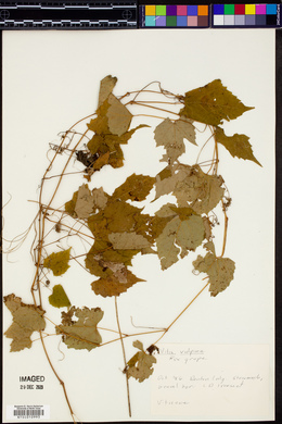 Vitis vulpina image