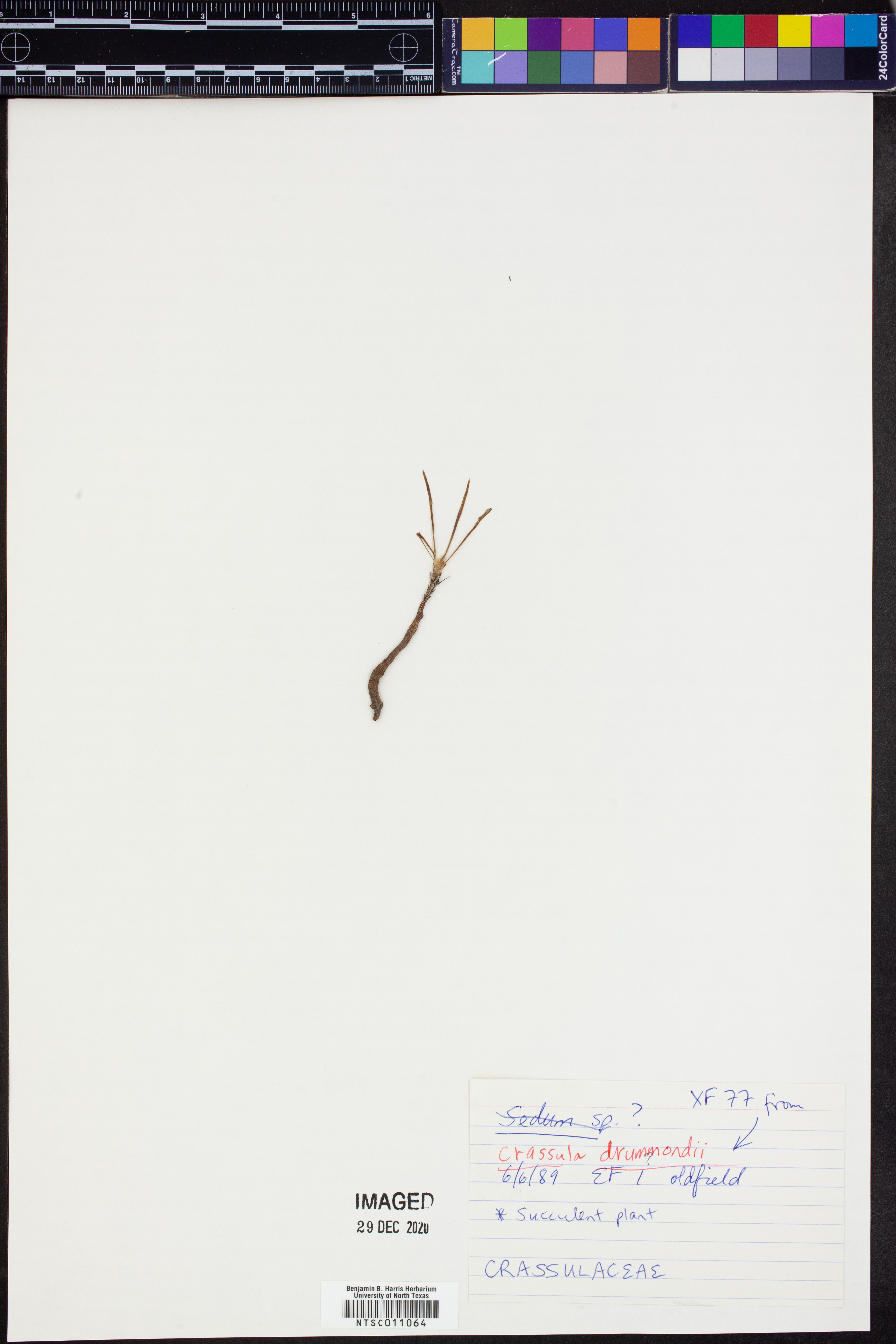 Crassula drummondii