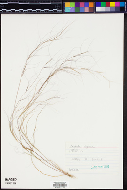 Aristida oligantha image