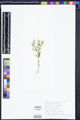 Euphorbia corrollata image