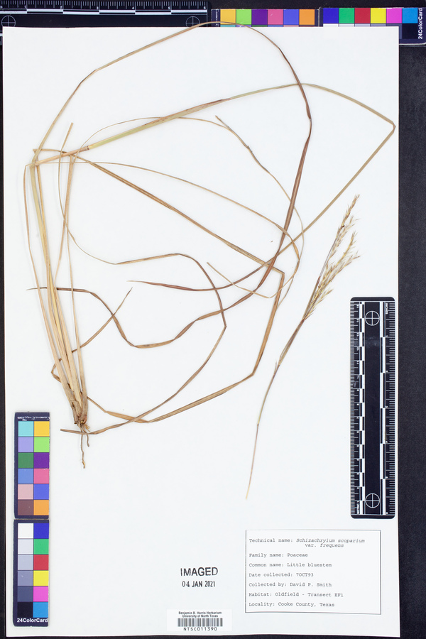 Schizachyrium scoparium var. scoparium image