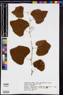 Vitis mustangensis image