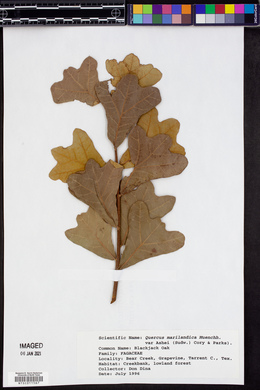 Quercus marilandica var. ashei image