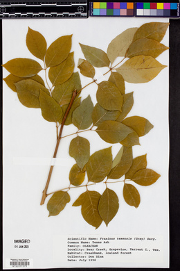 Fraxinus texensis image