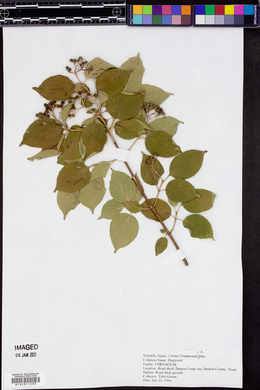 Cornus drummondii image