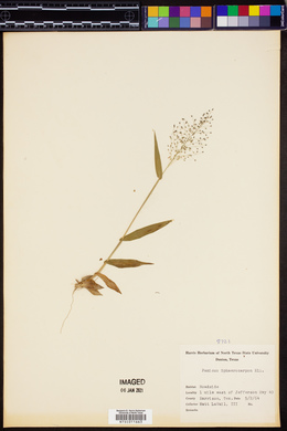 Panicum sphaerocarpon image