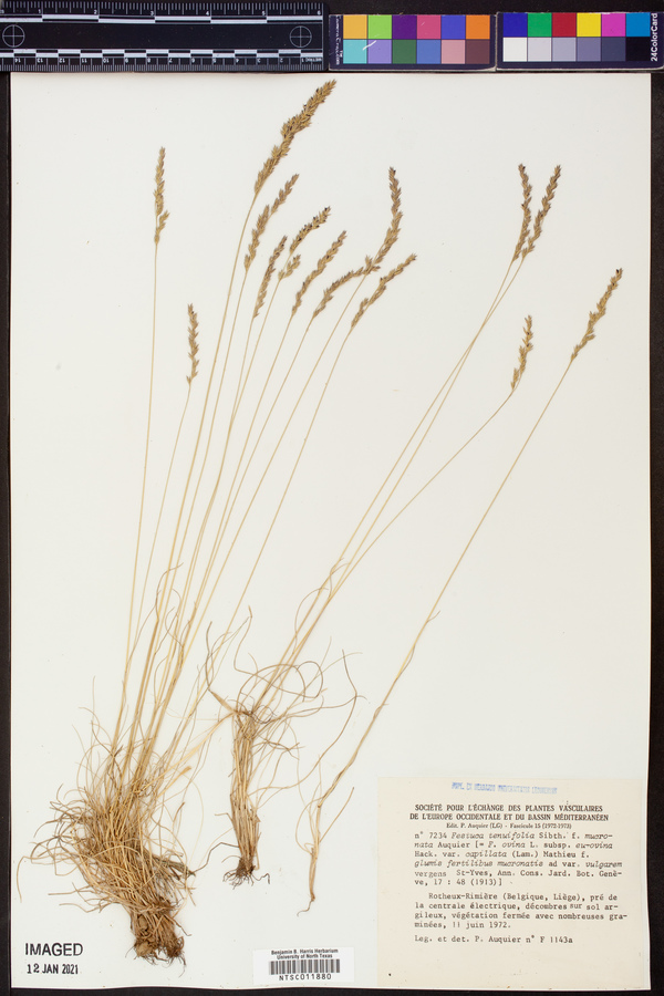 Festuca filiformis image