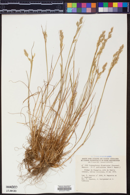 Corynephorus divaricatus image