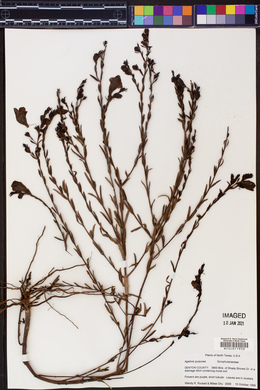 Agalinis purpurea image