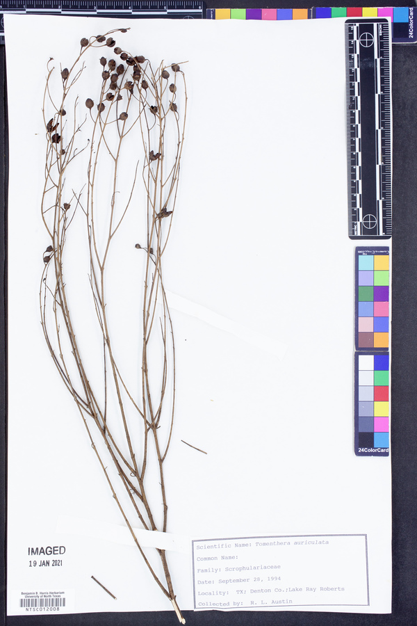 Tomanthera auriculata image