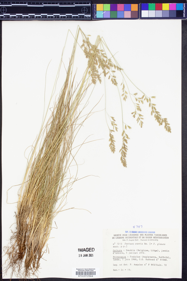 Festuca longifolia subsp. longifolia image