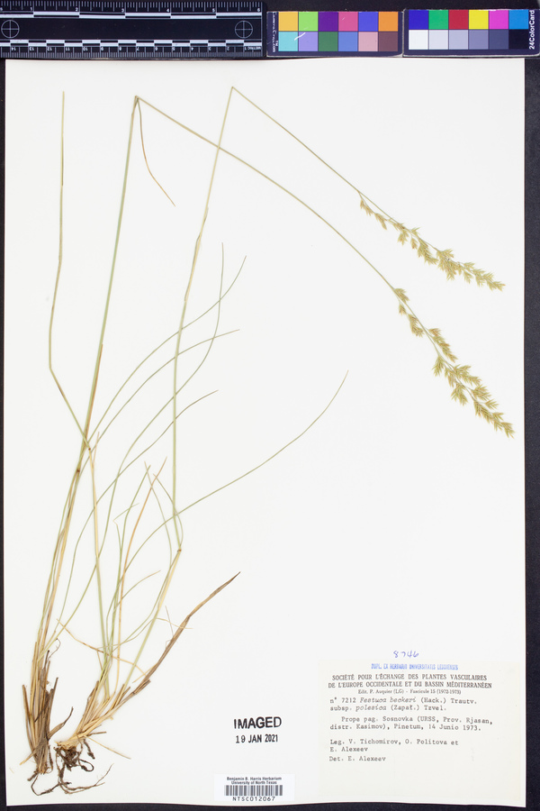 Festuca beckeri image