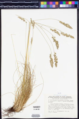 Festuca heterophylla image