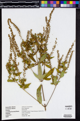 Ambrosia artemisiaefolia image