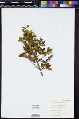 Ilex vomitoria image