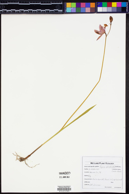 Pogonia ophioglossoides image