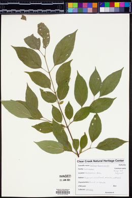 Cornus drummondii image