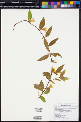 Gelsemium sempervirens image