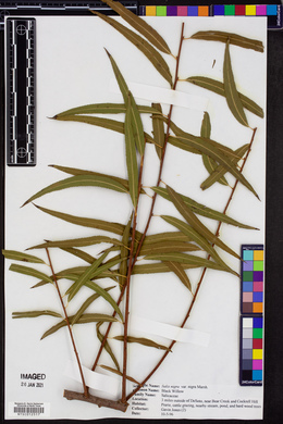 Salix nigra var. altissima image