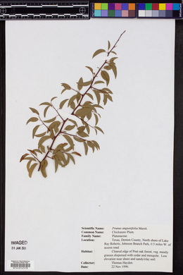 Prunus angustifolia image