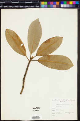 Magnolia grandiflora image