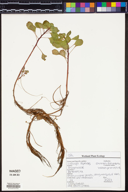 Ludwigia peploides image