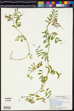 Vicia sativa subsp. nigra image