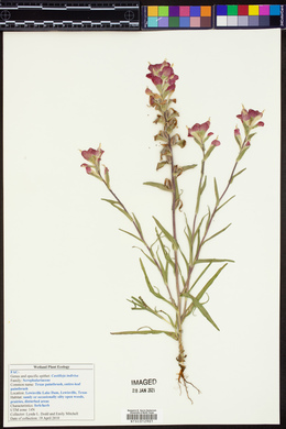 Castilleja indivisa image