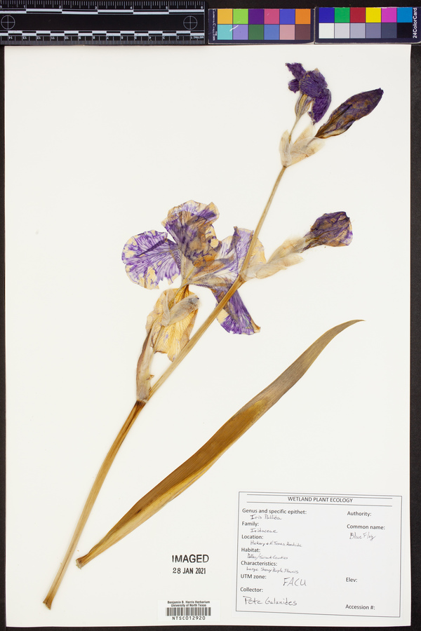 Iris pallida image