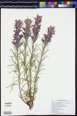 Castilleja purpurea image