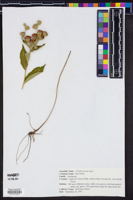 Vernonia texana image